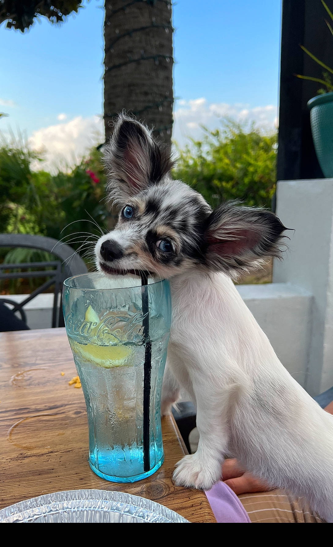 Beverly Hills joined the competition — help win amazing prizes! canidae, carnivore, chair, cloud, collar, companion_dog, dog, dog_breed, dog_supply, fawn, grass, plant, sky, sporting_group, table, tableware, tail, toy_dog, tree, working_animal