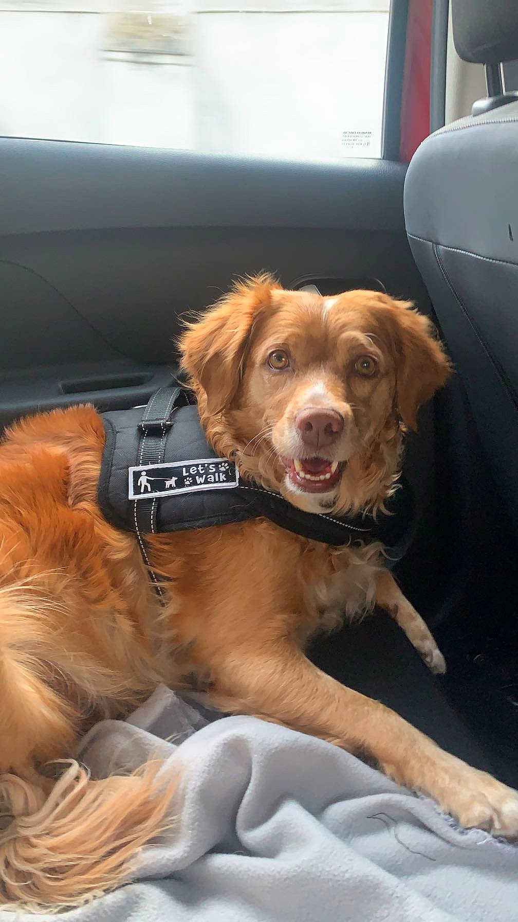 Luna a rejoint le concours — aidez-le/la à gagner de superbes lots ! automotive_exterior, ball, car, carnivore, collar, companion_dog, dog, dog_breed, door, fawn, fur, gun_dog, liver, paw, snout, sporting_group, vehicle, vehicle_door, whiskers, working_animal