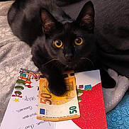 Uggy participe au concours pour gagner de l'argent avec cette photo : black_cat, bombay, box, carmine, carnivore, cat, comfort, domestic_short_haired_cat, felidae, fur, handwriting, packaging_and_labeling, paper, paper_product, photo_caption, publication, small_to_medium_sized_cats, snout, tail, whiskers