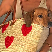 Debby a rejoint le concours — aidez-le/la à gagner de superbes lots ! animal, arm, bracelet, brown_dog, casual, close_up, companion, cozy, cute, cute_pet, dog, fashion_accessory, handbag, indoor, love, person, pet_in_bag, red_hearts, sleeveless_top, woven_bag