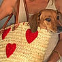 animal, arm, bracelet, brown_dog, casual, close_up, companion, cozy, cute, cute_pet, dog, fashion_accessory, handbag, indoor, love, person, pet_in_bag, red_hearts, sleeveless_top, woven_bag