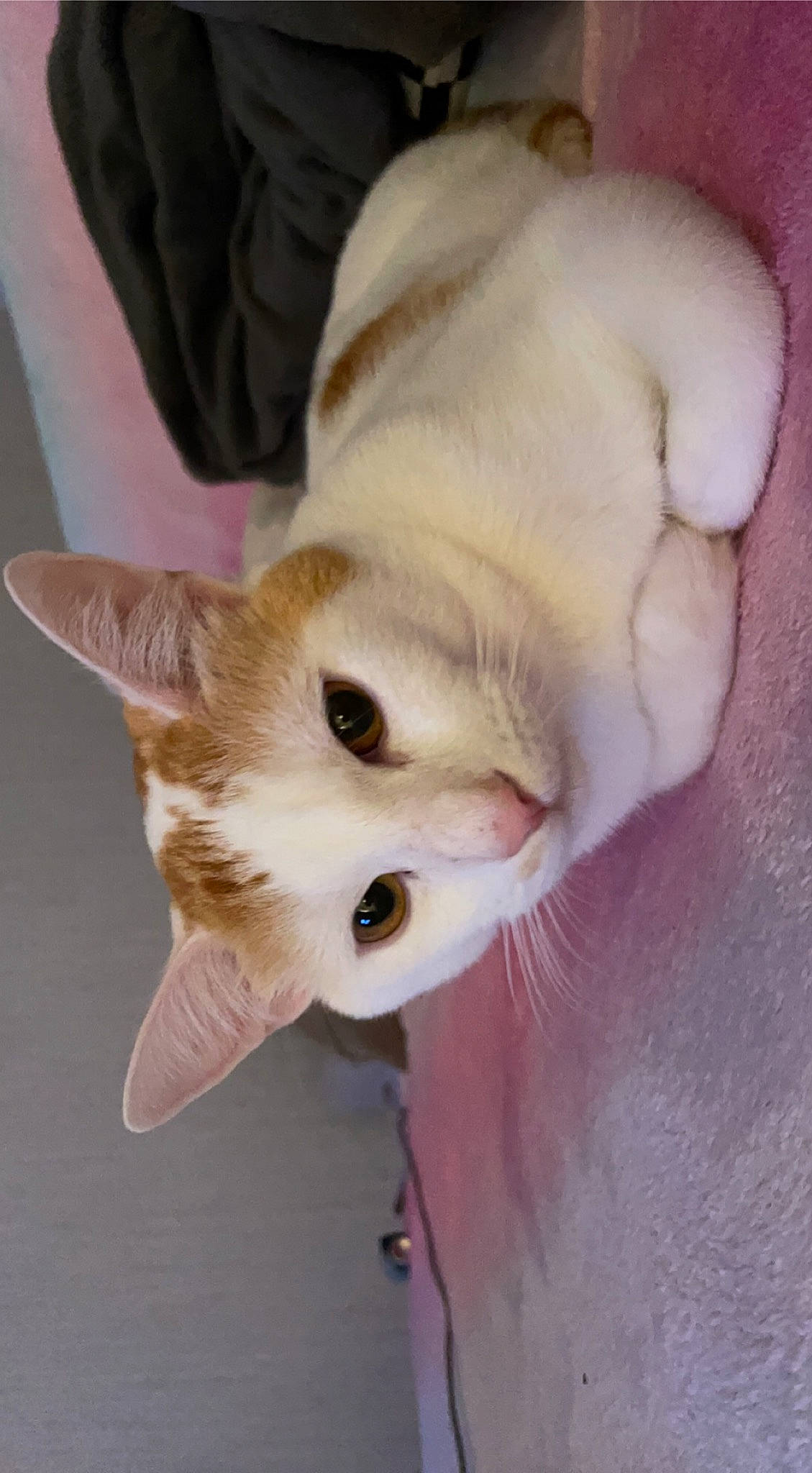 éden participe au concours pour gagner de l'argent avec cette photo : carnivore, cat, claw, comfort, domestic_short_haired_cat, ear, fawn, felidae, fur, paw, small_to_medium_sized_cats, snout, tail, whiskers