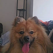 Chewie is registered to the contest to win money with this photo: animal, blanket, canine, companion, cushion, cute, dog, ears, face, fluffy, fur, happy, home, indoor, lamp, nose, pet, sitting, smiling, tongue_out