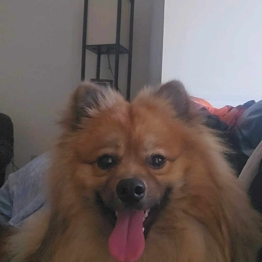 Chewie
