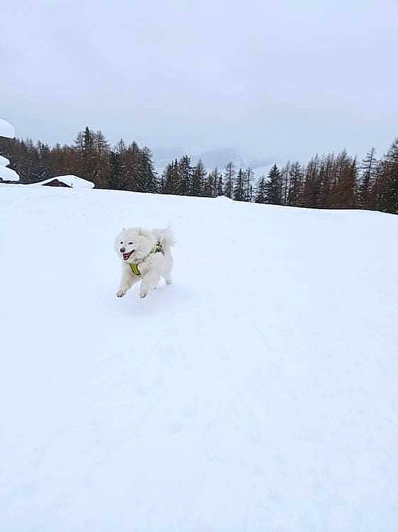 Neva a rejoint le concours — aidez-le/la à gagner de superbes lots ! atmospheric_phenomenon, carnivore, cloud, companion_dog, dog, dog_breed, event, freezing, glacial_landform, ice_cap, mammal, polar_ice_cap, recreation, sky, slope, snow, sporting_group, terrain, tree, winter