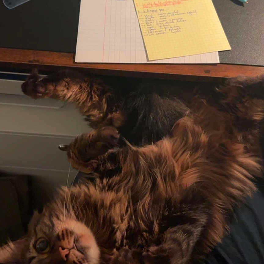 Samy participe au concours pour gagner de l'argent avec cette photo : cat, tabby_cat, pet, indoor, desk, notebook, pen, marker, handwriting, paper, furniture, lap, brown, fluffy, curious, relaxed, study, writing, animal, cozy