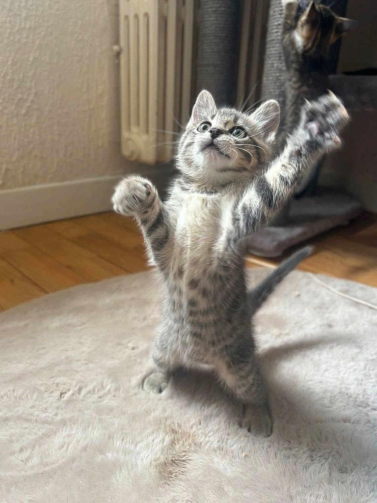 Koda a rejoint le concours — aidez-le/la à gagner de superbes lots ! kitten, cat, playful, standing, indoor, carpet, wooden_floor, fur, pet, animal, cute, curious, cat_tree, background, whiskers, paws, gray_tabby, feline, home, radiator