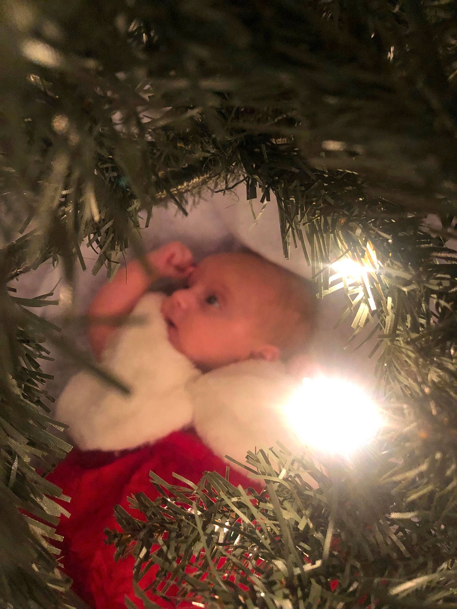 Daisy is registered to the contest to win money with this photo: christmas, christmas_decoration, christmas_eve, christmas_lights, christmas_ornament, christmas_tree, conifer, event, evergreen, grass, happy, holiday, holiday_ornament, interior_design, ornament, people_in_nature, person, plant, tradition, twig