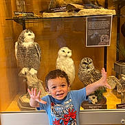 Jayden joined the competition — help win amazing prizes! child, toddler, museum, taxidermy, owl, badger, display_case, glass, spiderman_tshirt, blue_shirt, smiling, posing, indoor, animal_mounts, wooden_panel, curiosity, exhibit, boy, shorts, happy