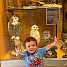 child, toddler, museum, taxidermy, owl, badger, display_case, glass, spiderman_tshirt, blue_shirt, smiling, posing, indoor, animal_mounts, wooden_panel, curiosity, exhibit, boy, shorts, happy