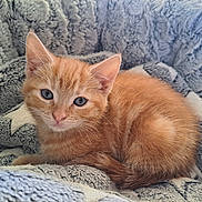 Hera joined the competition — help win amazing prizes! animal, blue_eyes, cat, closeup, comfort, cozy, cute, fluffy_blanket, fur, indoor, kitten, orange_tabby, pet, relaxed, resting, sleepy, small, soft_texture, whiskers, young
