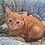 animal, blue_eyes, cat, closeup, comfort, cozy, cute, fluffy_blanket, fur, indoor, kitten, orange_tabby, pet, relaxed, resting, sleepy, small, soft_texture, whiskers, young