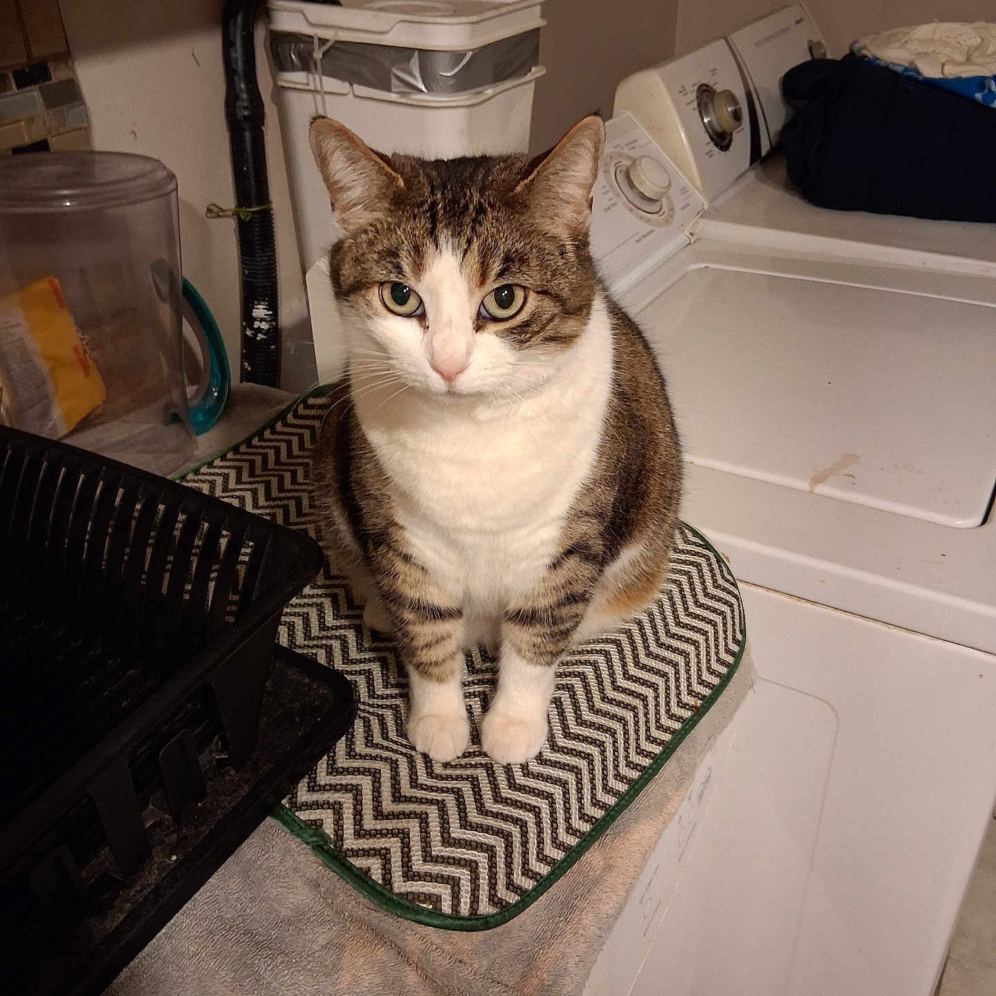 Opheilia is registered to the contest to win money with this photo: appliance, brown, cat, cleaning, curious, domestic, feline, home, household, indoor, laundry_room, looking, mat, patterned_mat, pet, sitting, striped, tabby, washing_machine, white