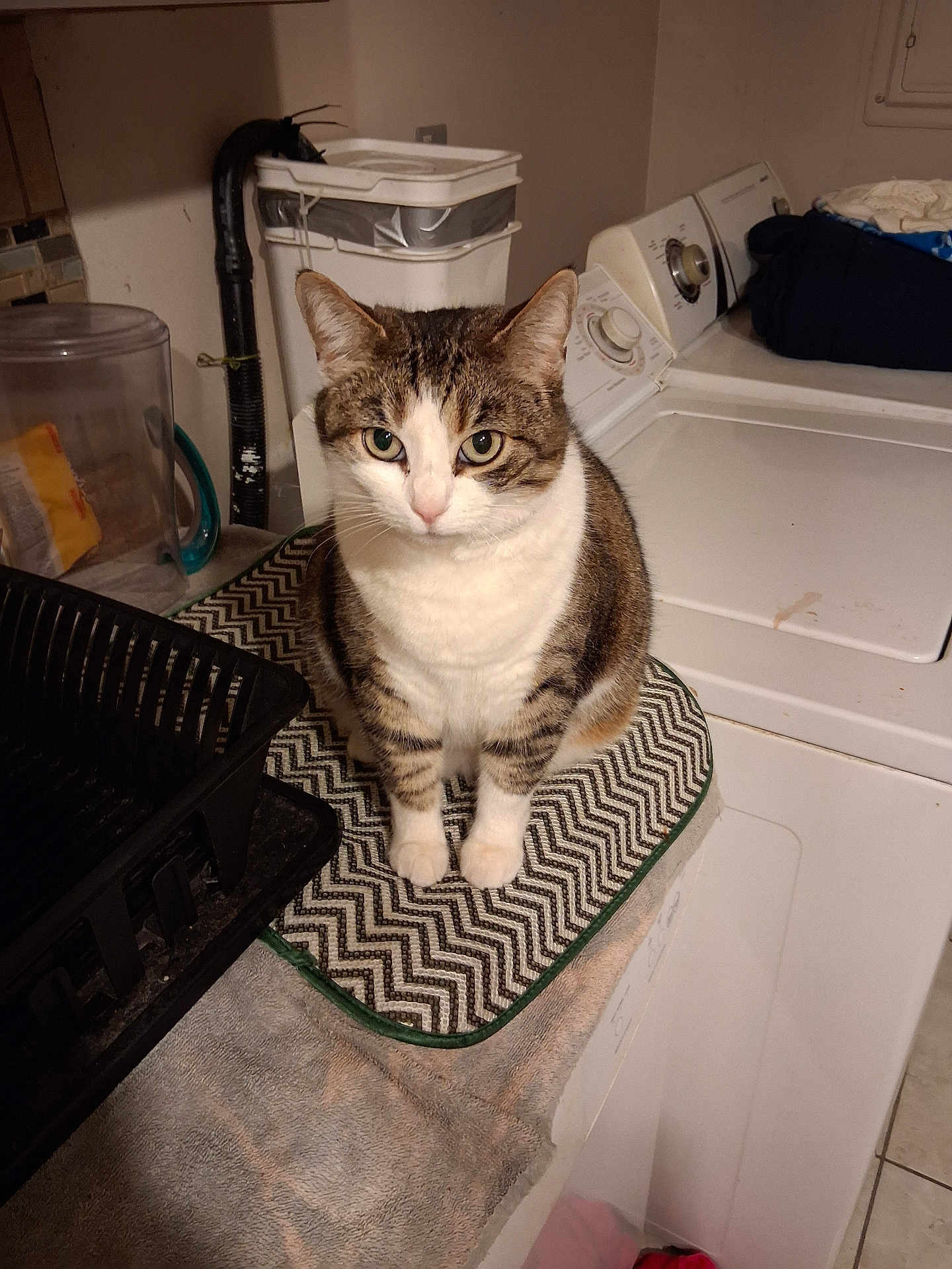 Opheilia is registered to the contest to win money with this photo: cat, tabby, pet, indoor, laundry_room, washing_machine, mat, patterned_mat, curious, feline, household, domestic, appliance, cleaning, home, white, brown, striped, sitting, looking