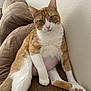 animal, cat, comfy, couch, domestic_cat, ears, fur, furniture, ginger_cat, indoor, looking_at_camera, mammal, paw, pet, posing, relaxed, resting, tail, whiskers, white_fur