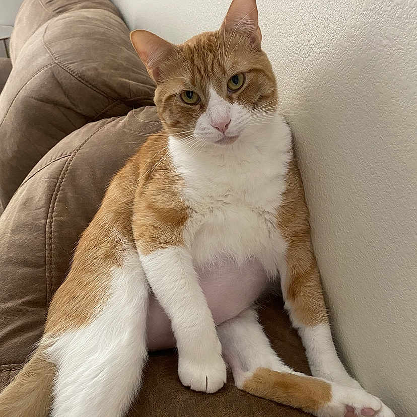 Archie is registered to the contest to win money with this photo: animal, cat, comfy, couch, domestic_cat, ears, fur, furniture, ginger_cat, indoor, looking_at_camera, mammal, paw, pet, posing, relaxed, resting, tail, whiskers, white_fur