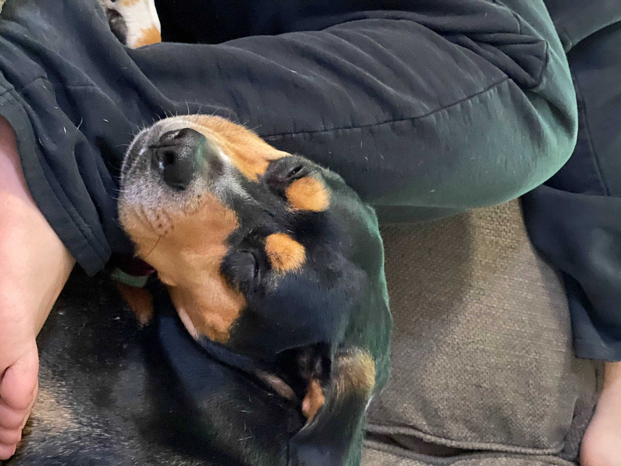 Goldie is registered to the contest to win money with this photo: canidae, carnivore, comfort, companion_dog, dog, dog_breed, fawn, fur, guard_dog, hound, jaw, montenegrin_mountain_hound, paw, pinscher, plant, scent_hound, sporting_group, whiskers, working_animal, working_dog