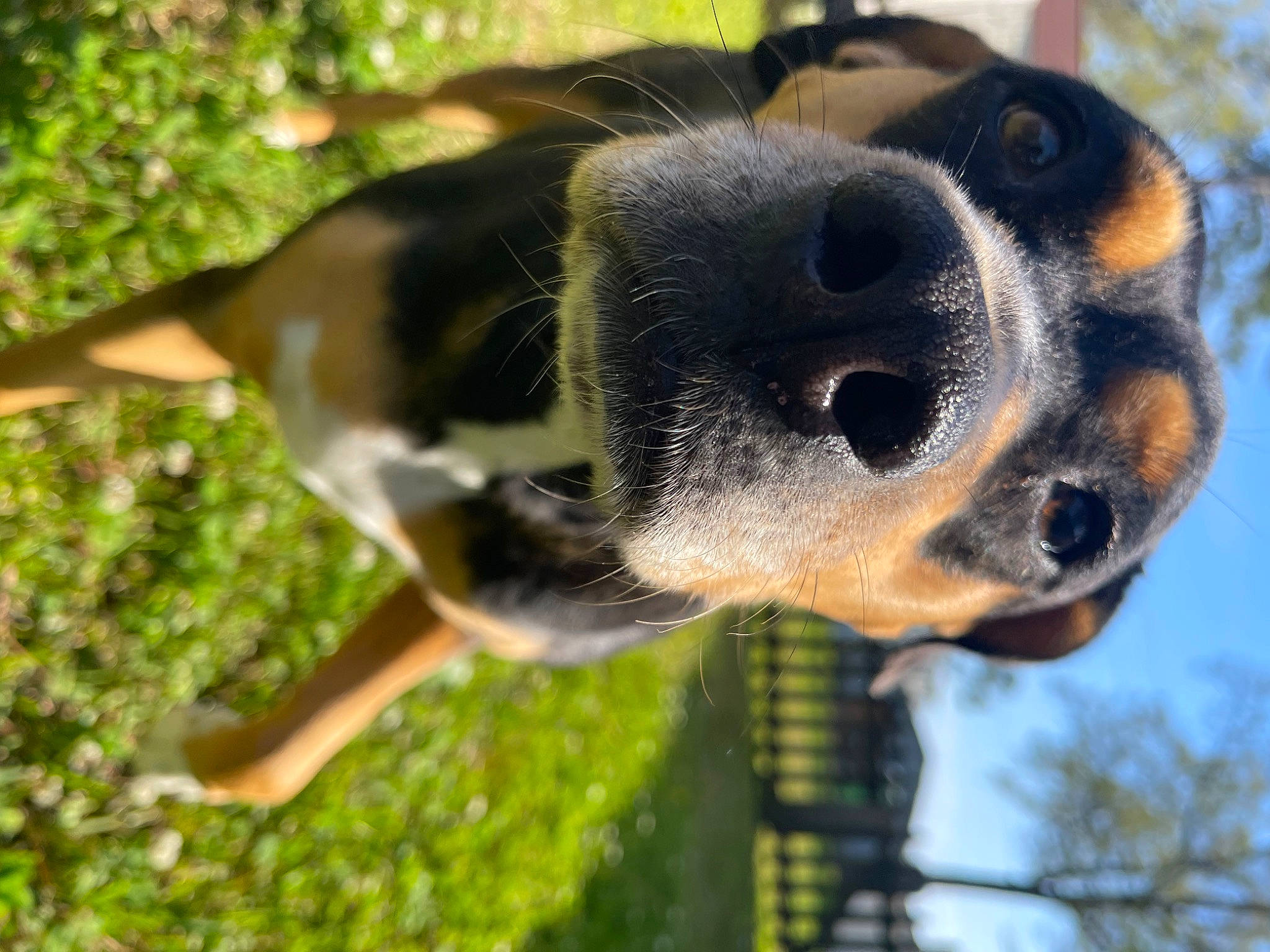 Goldie joined the competition — help win amazing prizes! basset_hound, canidae, carnivore, collar, companion_dog, dog, dog_breed, fawn, grass, organism, pet_supply, plant, scent_hound, sky, snout, sporting_group, terrestrial_animal, tree, whiskers, working_animal