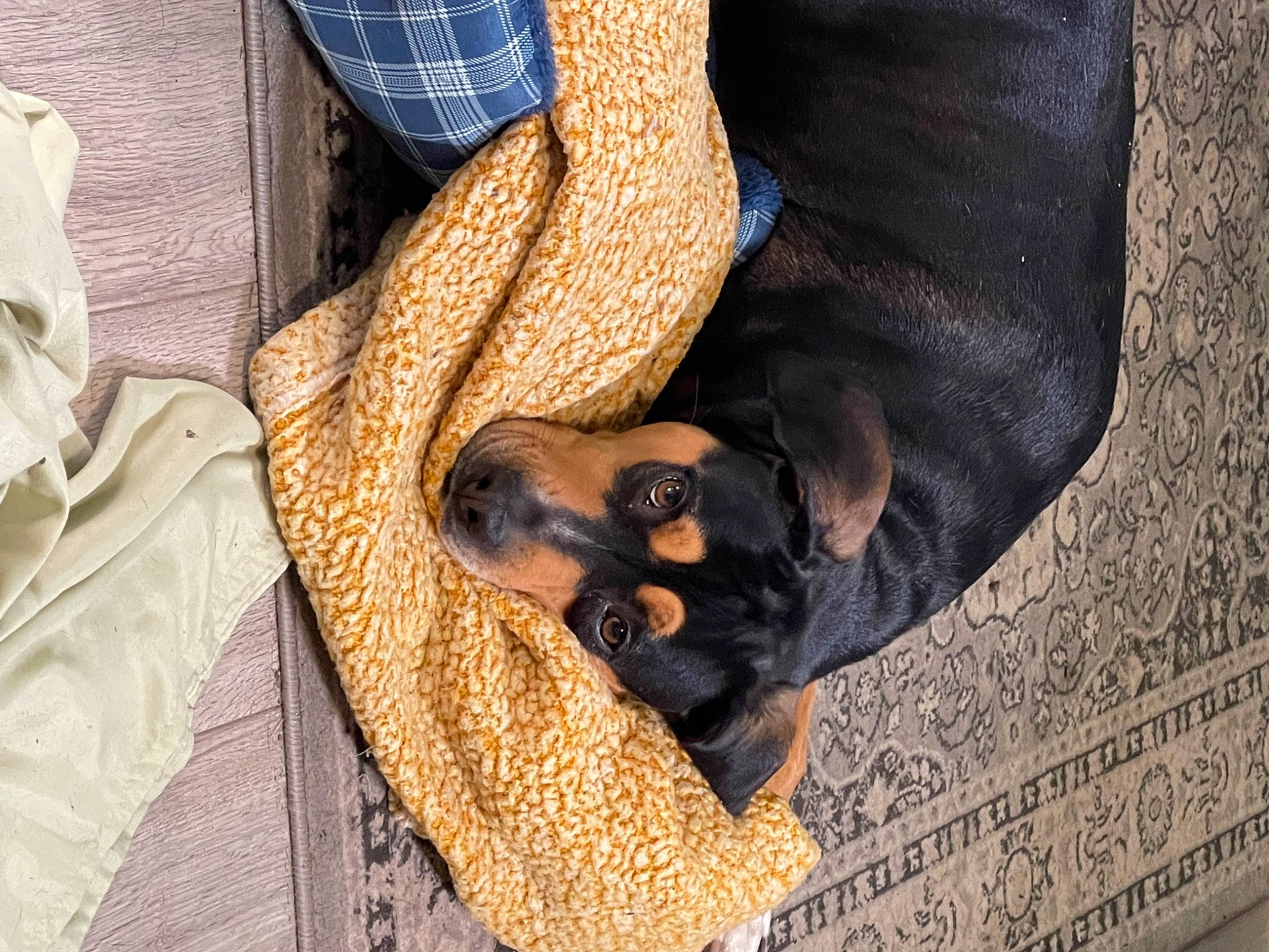 Goldie is registered to the contest to win money with this photo: comfort, denim, dog, dog_breed, dress_shirt, fashion_accessory, finger, foot, fur, guard_dog, human_leg, nail, pattern, paw, sleeve, sporting_group, street_fashion, sunglasses, wrist