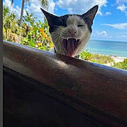 Pépé is registered to the contest to win money with this photo: beach, cat, close_up, clouds, feline, greenery, mouth_open, ocean, outdoor, palm_tree, pet, railing, sky, sunny, teeth, tropical, vacation, whiskers, wood, yawning