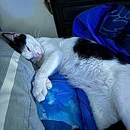 Pépé joined the competition — help win amazing prizes! cat, black_and_white, sleeping, bed, pillow, blanket, indoor, feline, resting, cozy, fur, pet, animal, comfort, domestic, cute, relaxed, closeup, whiskers, tail