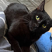 Sky a rejoint le concours — aidez-le/la à gagner de superbes lots ! black_cat, cat, pet, animal, indoor, bed, blanket, fur, whiskers, yellow_eyes, relaxed, cute, feline, lying_down, comfort, curious, soft_texture, cozy, looking_at_camera, domestic