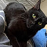 black_cat, cat, pet, animal, indoor, bed, blanket, fur, whiskers, yellow_eyes, relaxed, cute, feline, lying_down, comfort, curious, soft_texture, cozy, looking_at_camera, domestic