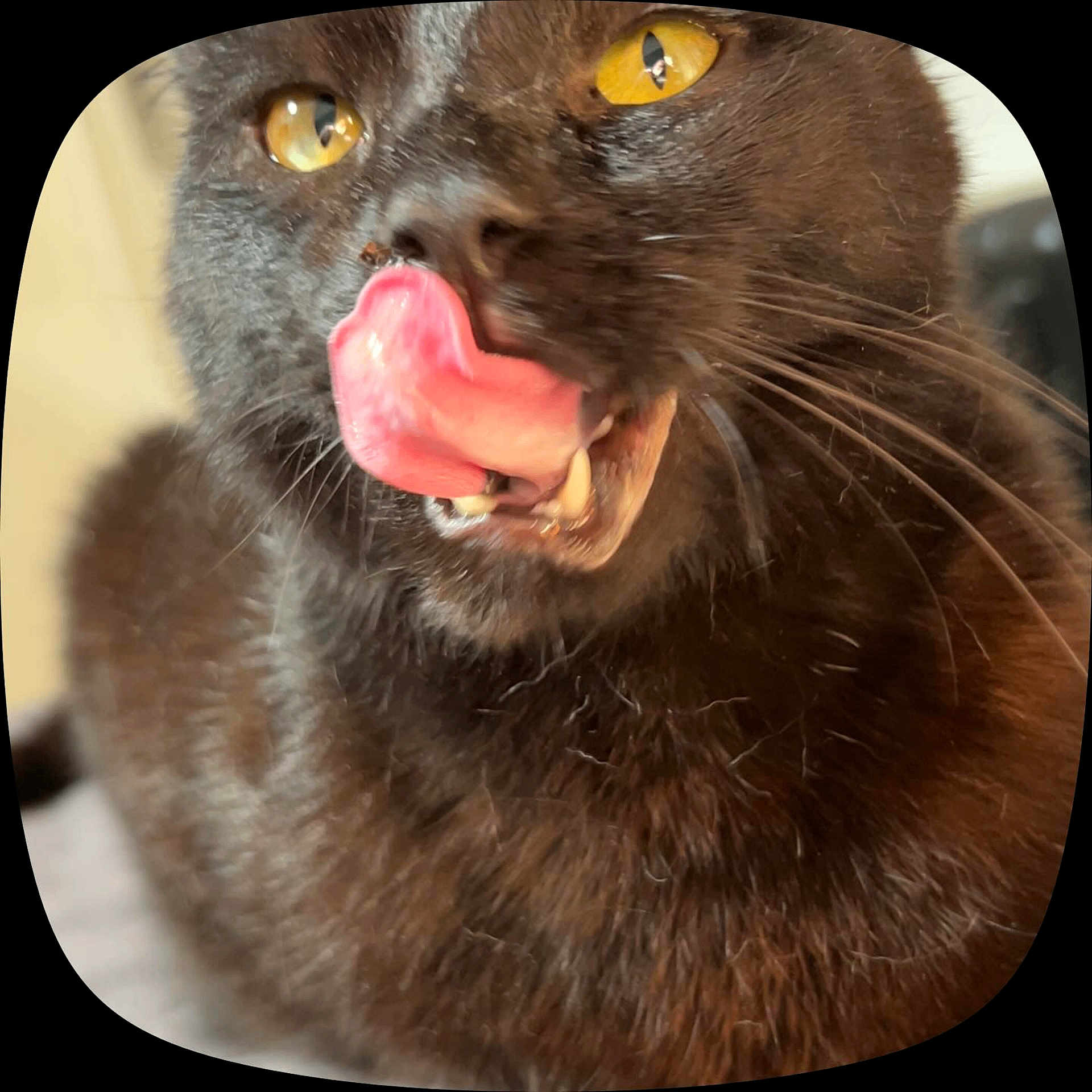 Sky participe au concours pour gagner de l'argent avec cette photo : cat, black_cat, tongue, licking, yellow_eyes, whiskers, close_up, fur, pet, animal, playful, cute, indoor, face, expression, feline, mammal, portrait, tongue_out, soft_background