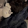 black_cat, cat, plush_toy, koala_toy, blanket, indoor, cozy, sleepy, pet, feline, fur, soft_texture, resting, animal, closeup, comfort, cute, dark_fur, relaxed, toy