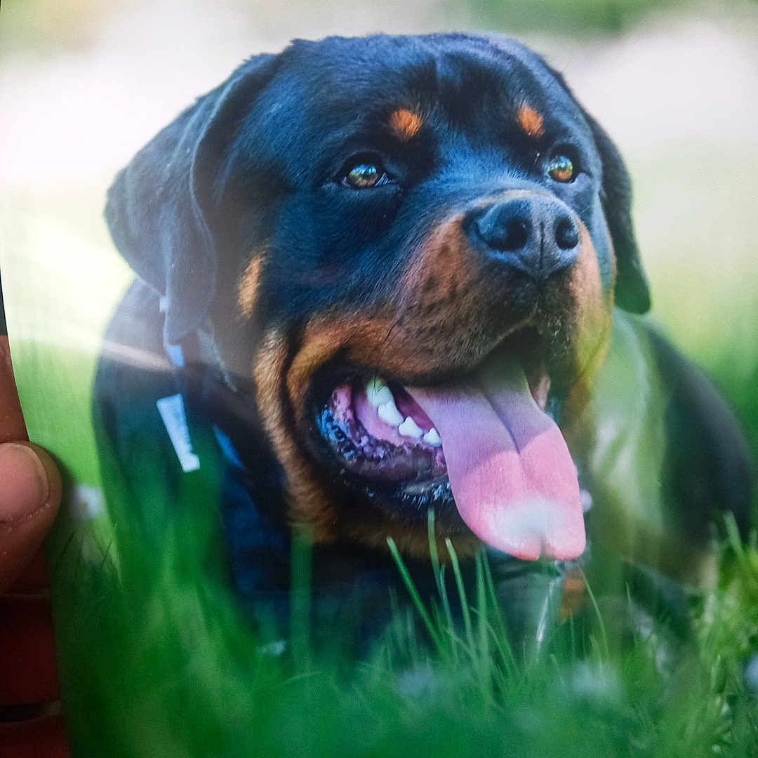 Ulysse participe au concours pour gagner de l'argent avec cette photo : animal, beagle, bodypart, boxer, bulldog, canine, dog, grass, hound, labradorretriever, mouth, person, pet, photography, pitbull, plant, pointer, puppy, snout, tongue