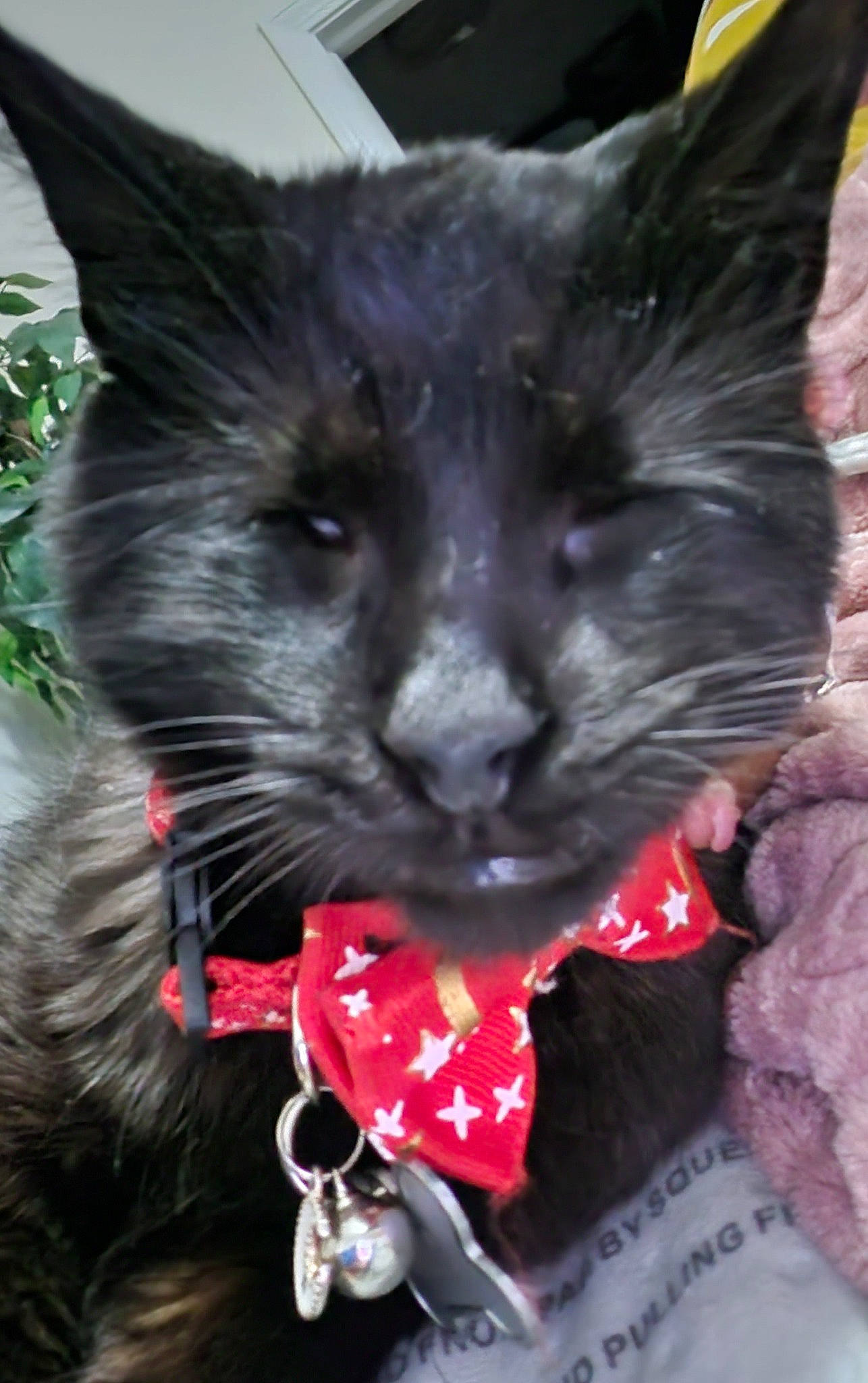 Bowtie joined the competition — help win amazing prizes! black_cat, bombay, carmine, carnivore, cat, cat_supply, cat_toy, claw, collar, dog_collar, domestic_short_haired_cat, event, felidae, fur, paw, pet_supply, small_to_medium_sized_cats, snout, tail, whiskers