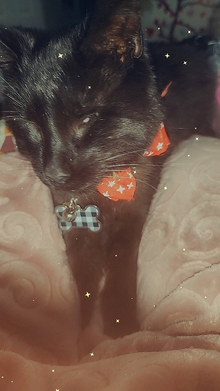 Bowtie joined the competition — help win amazing prizes! bathing, canidae, carnivore, companion_dog, dog_breed, fawn, felidae, flesh, foot, fur, human_leg, liver, paw, small_to_medium_sized_cats, snout, sporting_group, tail, visual_arts, whiskers, working_animal