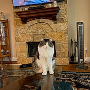 Bella is registered to the contest to win money with this photo: carpet, cat, domestic_animal, ears, eyes, fan, fireplace, fur, furniture, glass_table, home_decor, indoor, living_room, mammal, pet, reflection, sitting, stone_wall, television, whiskers