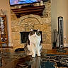 carpet, cat, domestic_animal, ears, eyes, fan, fireplace, fur, furniture, glass_table, home_decor, indoor, living_room, mammal, pet, reflection, sitting, stone_wall, television, whiskers