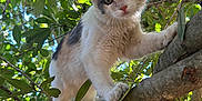 Peppa is registered to the contest to win money with this photo: cat, kitten, tree, branch, leaves, outdoor, nature, animal, pet, curious, fur, green, sunlight, closeup, young, climbing, cute, whiskers, eyes, playful