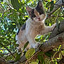 cat, kitten, tree, branch, leaves, outdoor, nature, animal, pet, curious, fur, green, sunlight, closeup, young, climbing, cute, whiskers, eyes, playful