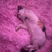 Peppa is registered to the contest to win money with this photo: cat, sleeping, fluffy, pink, blanket, cozy, pet, feline, relaxed, soft, cute, animal, fur, resting, domestic_animal, indoor, peaceful, comfort, lying_down, calm