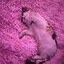 cat, sleeping, fluffy, pink, blanket, cozy, pet, feline, relaxed, soft, cute, animal, fur, resting, domestic_animal, indoor, peaceful, comfort, lying_down, calm