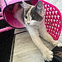 Peppa is registered to the contest to win money with this photo: kitten, cat, pet, animal, stretching, pink, carrier, polka_dots, floor, curious, indoor, fur, whiskers, ears, paws, playful, young, cute, domestic, tile