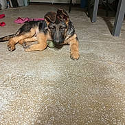 Artus a rejoint le concours — aidez-le/la à gagner de superbes lots ! puppy, dog, german_shepherd, indoor, concrete_floor, young, pet, laying_down, ears, relaxed, animal, floor, garage, furniture, toy, domestic, brown, black, canine, one_ear_flopped