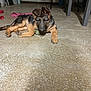 puppy, dog, german_shepherd, indoor, concrete_floor, young, pet, laying_down, ears, relaxed, animal, floor, garage, furniture, toy, domestic, brown, black, canine, one_ear_flopped
