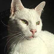 Monsieur a rejoint le concours — aidez-le/la à gagner de superbes lots ! cat, white_cat, green_eyes, whiskers, close_up, portrait, pet, feline, pink_nose, sunlight, shadow, white_fur, ear, muzzle, nose, eye_reflection, calm_expression, indoor, fur_texture, domestic_cat