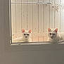 Monsieur a rejoint le concours — aidez-le/la à gagner de superbes lots ! cat, white_cat, feline, pair, window, windowsill, peeking, curious, whiskers, ears, indoor, pets, domestic_animal, wood_panel, latch, soft_light, shadow, gaze, looking_at_camera, portrait