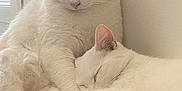Monsieur participe au concours pour gagner de l'argent avec cette photo : cat, white_cat, pair_of_cats, sleeping, cuddling, paw, feline, pet, indoor, cozy, blanket, nap, fur, whiskers, closeup, window_light, resting, domestic_animal, portrait, two_animals