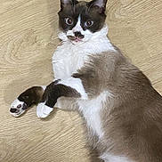 Bébé a rejoint le concours — aidez-le/la à gagner de superbes lots ! cat, pet, animal, feline, lying_down, wooden_floor, indoor, curious, relaxed, white_fur, brown_fur, black_markings, whiskers, ears, paws, cute, domestic, looking, closeup, fur