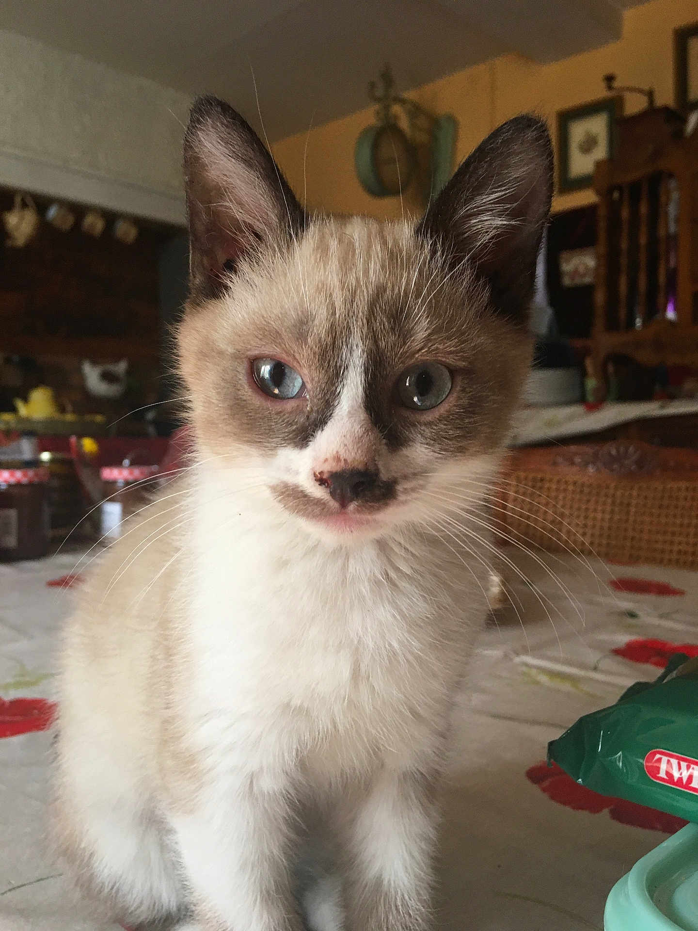 Bébé participe au concours pour gagner de l'argent avec cette photo : kitten, cat, siamese, blue_eyes, fur, whiskers, ears, table, indoors, domestic, pet, curious, closeup, furniture, home, kitchen, animal, young, cute, portrait