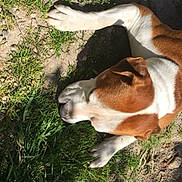 Pandor a rejoint le concours — aidez-le/la à gagner de superbes lots ! animal, brown, canine, dandelion, daylight, dirt, dog, grass, ground, lying_down, nature, outdoor, paw, pet, relaxed, shadow, summer, sunlight, white, yellow_flower