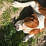 animal, brown, canine, dandelion, daylight, dirt, dog, grass, ground, lying_down, nature, outdoor, paw, pet, relaxed, shadow, summer, sunlight, white, yellow_flower