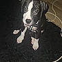 puppy, dog, black_and_white, sitting, curious, indoor, rug, floor, shoe, cable, electrical_cord, pet, young_dog, looking_up, canine, collar, animal, domestic_animal, cute, companion