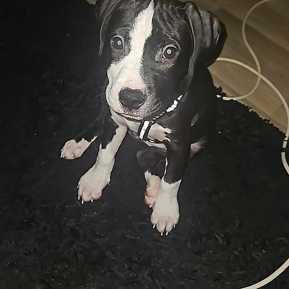Kyara participe au concours pour gagner de l'argent avec cette photo : animal, black_and_white, cable, canine, collar, companion, curious, cute, dog, domestic_animal, electrical_cord, floor, indoor, looking_up, pet, puppy, rug, shoe, sitting, young_dog